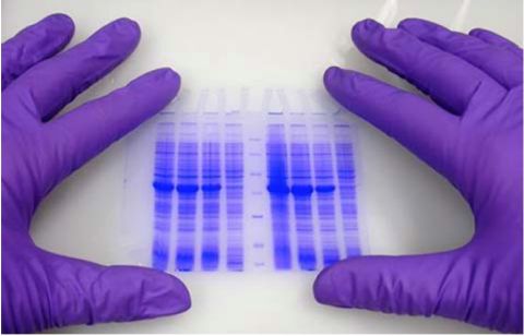 Westernblot-480