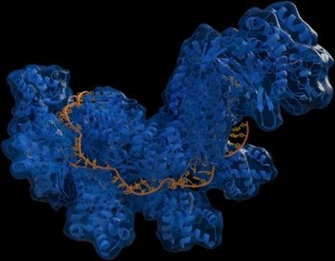 CRISPR_480